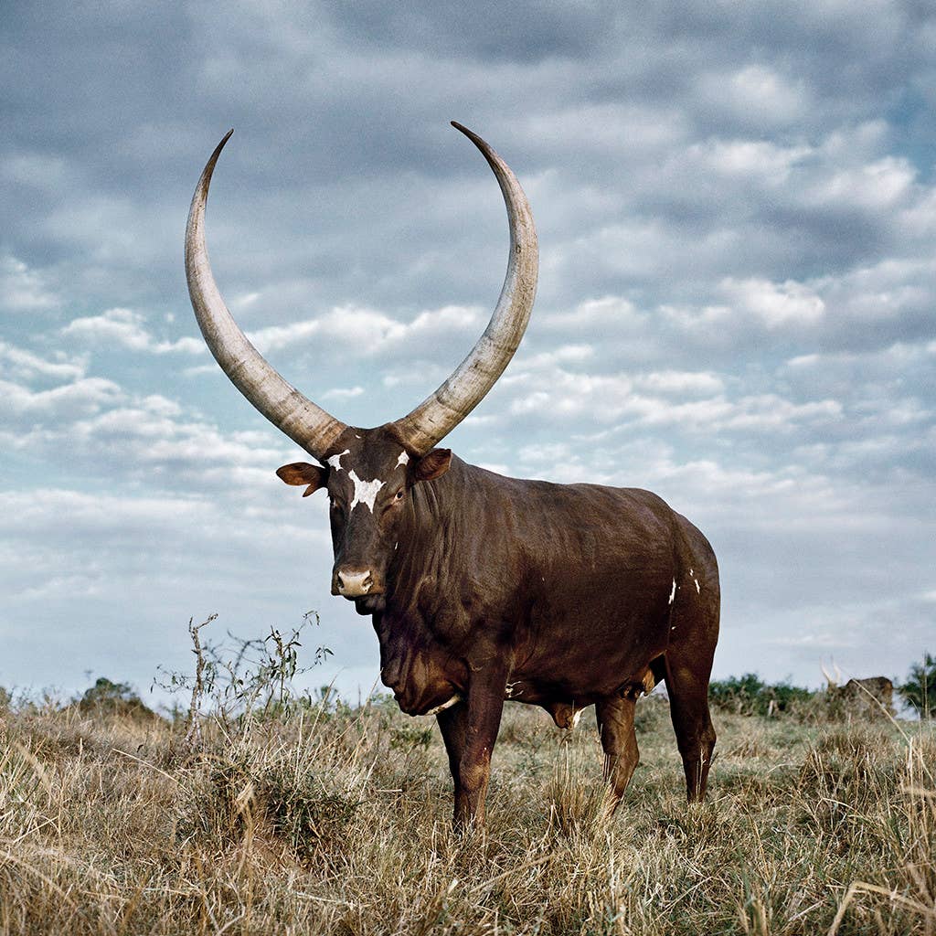 Maadili Collective: Simple Horn Ring